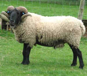Norfolk Horn Sheep Characteristics, Uses & Origin