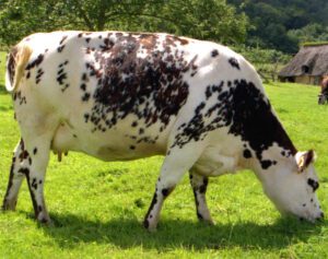 Normande Cattle Characteristics, Uses & Origin