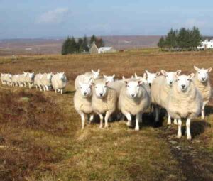 North Country Cheviot Sheep Characteristics & Uses