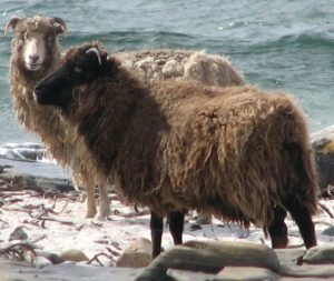 North Ronaldsay Sheep Characteristics & Uses Info