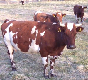 Norwegian Red Cattle Characteristics, Uses & Origin