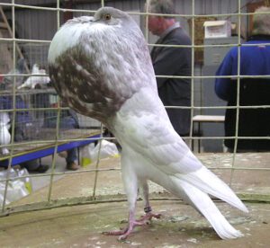 Norwich Cropper Pigeon Appearance, Origin & Uses