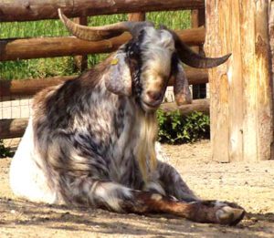 Nubian Goat Characteristics, Feeding, Breeding & Uses