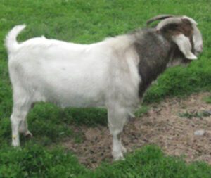 Raising Nubian Boer Goat For Profits