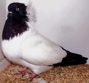 Nun Pigeon Appearance, Origin & Uses Info