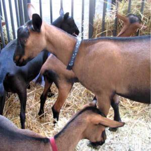 Oberhasli Goat Characteristics, Origin & Uses Info