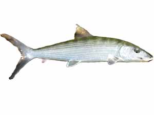 oio fish, oio fish characteristics, oio fish diet, oio fish fishing, oio fish recipes, oio fish cooking, oio fish taste, oio fish price