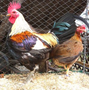 Old English Game Chicken Farming Business