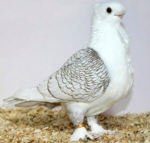 Old Fashioned Oriental Frill Pigeon: Best 23 Facts