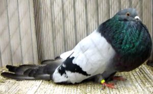 Old German Cropper Pigeon Characteristics & Uses
