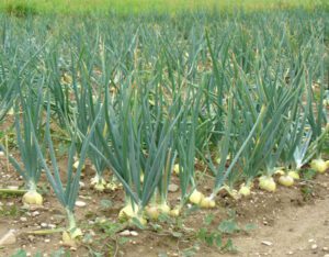 Growing Onions: Guide for Organic Production