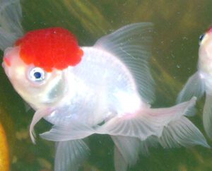 Oranda Goldfish Characteristics, Diet, Breeding
