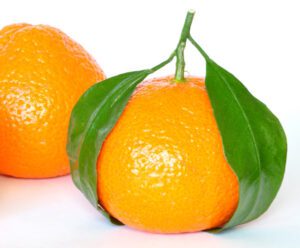 Orange Farming: Best Business Guide & 25 Tips