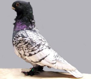 Oriental Frill Pigeon: Characteristics & Best 25 Facts