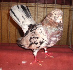 Oriental Roller Pigeon: Best 27 Facts & Raising Tips