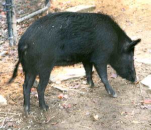 Ossabaw Island Pig Characteristics & Origin Info