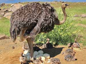 ostrich farming, ostrich farming faqs