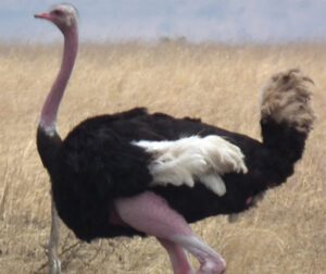 Learn About Ostrich Diseases & Keep Them Healthy