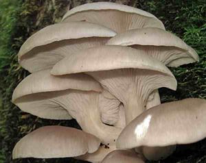 Easy & Profitable Oyster Mushroom Farming Business