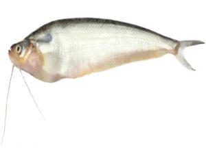 Pabda Fish: Characteristics, Diet, Uses, Facts
