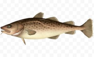 Pacific Cod Fish Characteristics, Diet, Breeding