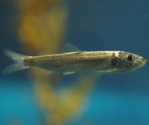 Pacific Herring Fish Characteristics, Diet, Breeding