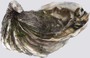 Pacific Oyster Characteristics, Feeding, Breeding