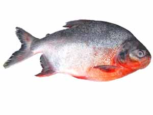 pacu fish