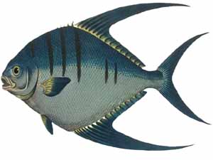 Crappie Fish: Characteristics, Habitat, Behavior, Taste!