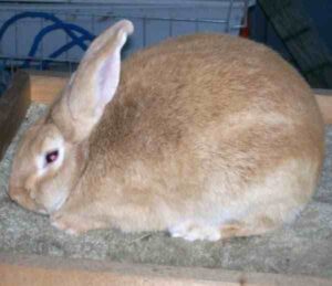 Palomino Rabbit Characteristics, Origin & Uses Info