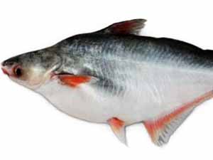 Pangasius bocourti, basa fish, what is basa fish, is basa fish healthy, basa fish cooking, basa fish recipes, basa fish nutrition, basa fish health benefits