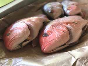 pargo fish, pargo fish uses, pargo fish cooking, pargo fish nutrition, pargo fish health benefits, pargo fish taste, pargo fish price