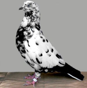 Parlor Roller Pigeon Characteristics, Uses & Origin