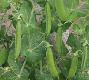 Growing Peas Commercially: Profitable Business & 25 Tips