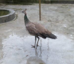Do Peahens Lay Eggs Daily (beginner’s should know)