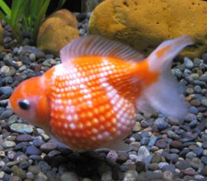 Pearlscale Goldfish Characteristics, Diet, Breeding