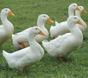 Pekin Duck Farming: Start Profitable Business Easily