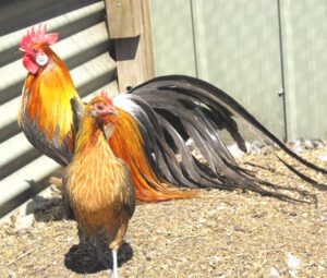 Phoenix Chicken Breed Characteristics & Temperament