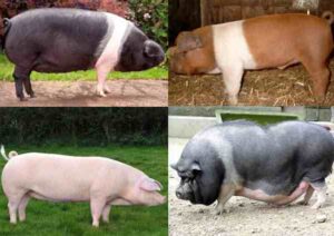 Best 37 Pig Breeds For Pig Farming Business