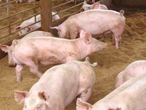 Pig Farming in Kenya: Highly Profitable Business
