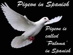 pigeon in spanish is paloma