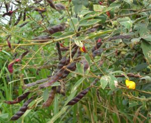 Growing Pigeon Pea: Start for High Profits