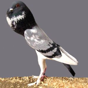 Pigmy Pouter Pigeon Characteristics, Uses & Origin