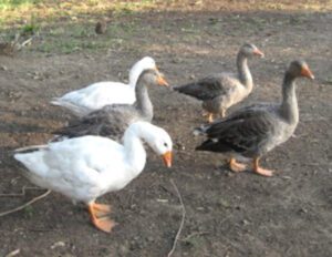Pilgrim Goose Characteristics, Origin & Uses