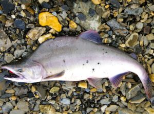 Pink Salmon Fish Characteristics, Diet, Breeding