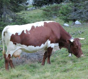 Pinzgauer Cattle Characteristics, Uses & Origin