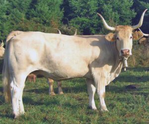Pirenaica Cattle Characteristics, Uses & Origin