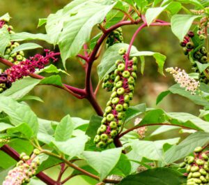 Growing Pokeweed: Organic Production Guide for Beginners