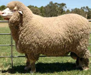 Poll Merino Sheep Characteristics, Uses & Origin