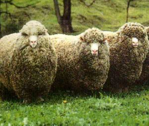 Polwarth Sheep Characteristics, Origin & Uses